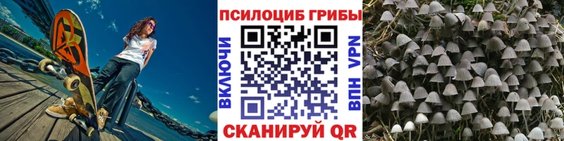 MEGA маркетплейс  где найти наркотики  Верещагино  Псилоцибиновые грибы Cubensis 